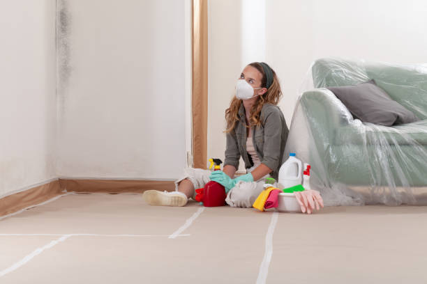 Trusted Attic Mold Removal service in Ferndale, MI - Cheap Mold Removal