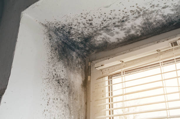 Trusted Basement Mold Remediation service in Ferndale, MI - Cheap Mold Removal