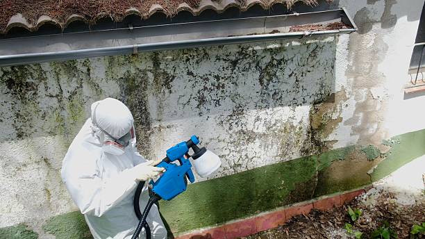 Trusted Mold Inspection service in Ferndale, MI - Cheap Mold Removal